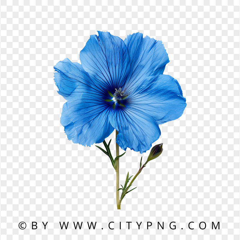 Front View Of Blue Poppy Rose Flower