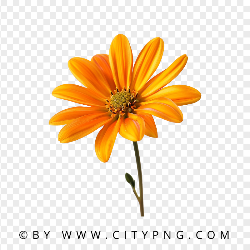 Garden Orange Flower Rose On Front View