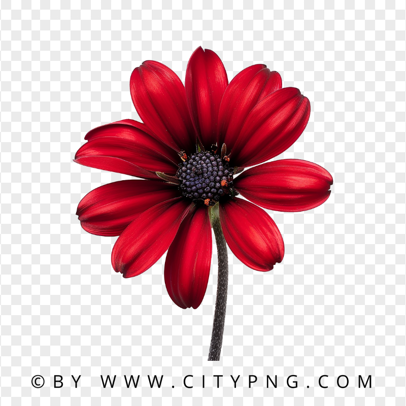 Front View Of Beautiful Red Amaryllis Rose
